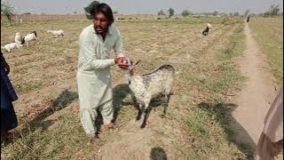 GOAT FROM RAZOWAN KHAN SHAHDADPUR