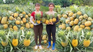 Harvesting A Lot Of Pineapple Goes To Market Sell  Take care of chickens | Ly Tieu Toan