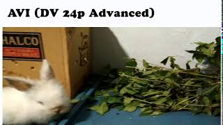 AVI DV 24p Advanced