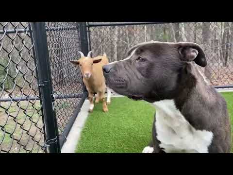 Video: 146 pond hond wordt gezond met zijn nieuwe eeuwige familie en is gelukkiger dan ooit
