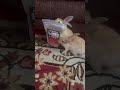 #masoom #love #bunny #funnypet #youtubeshorts #kolkata #funnypet #mycuterabbit #funnyexpressions