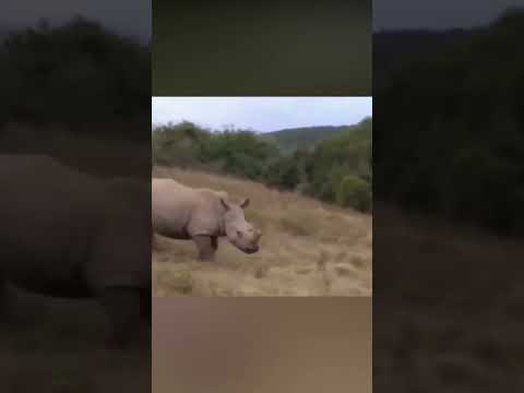 Cuando los leones atacan a un rinoceronte adulto