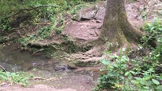 Banevo&#39;s forest water flow