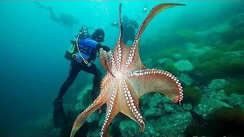 I&#039;ve NEVER seen this perfect Diving skill Hunting Giant Octopus Underwater before