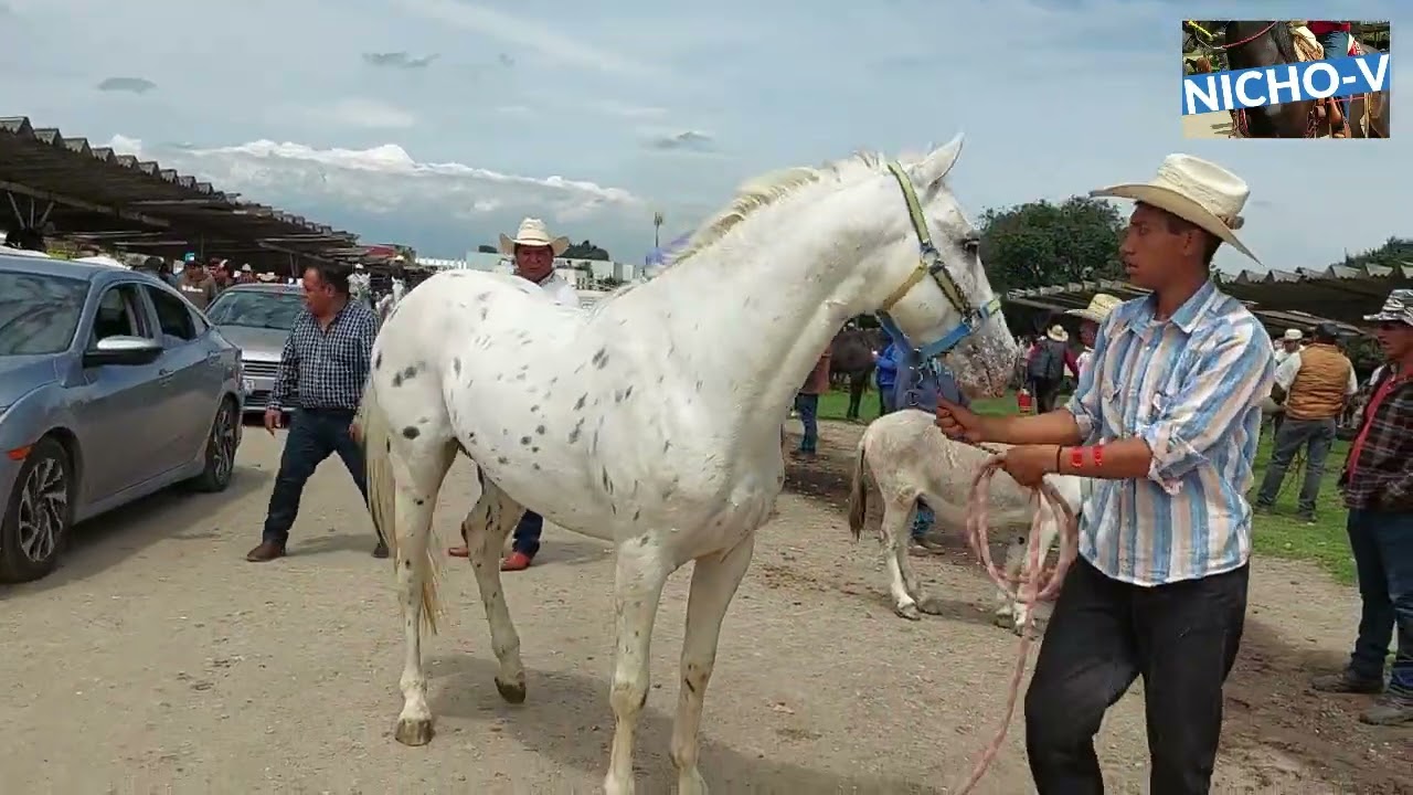 SUPER CABALLOS,POTROS Y YEGUAS DEL RANCHO LAS TABLAS.