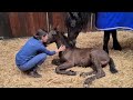 Oh dear !! My mom is blue instead of black!! What now? Friesian Horses Preparing for a photo shoot