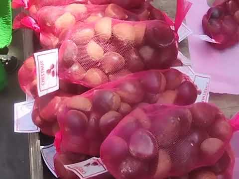 الاسعار في مول محطة مصر ومنه الي سوق الطيور 