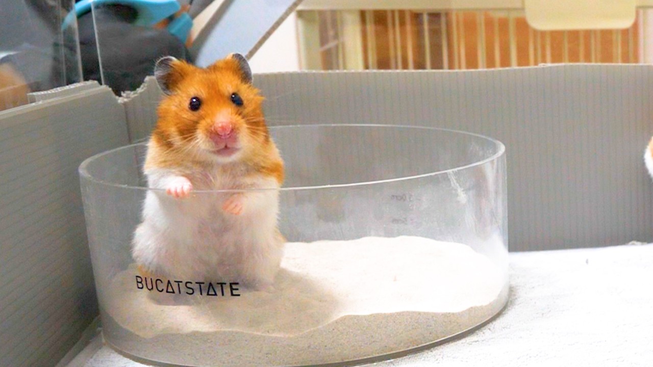 A hamster puzzled by the crunching sound. - YouTube