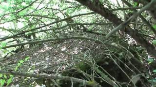 147s Steci Reon Konjicx