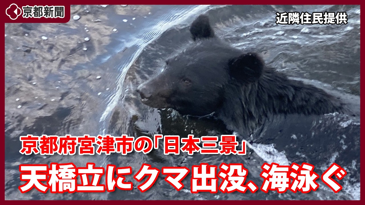 速報】京都・天橋立にクマ出没、海を泳ぐ姿撮影（2026年6月10日、京都