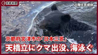 【速報】京都・天橋立にクマ出没、海を泳ぐ姿撮影（2026年6月10日、京都府宮津市）