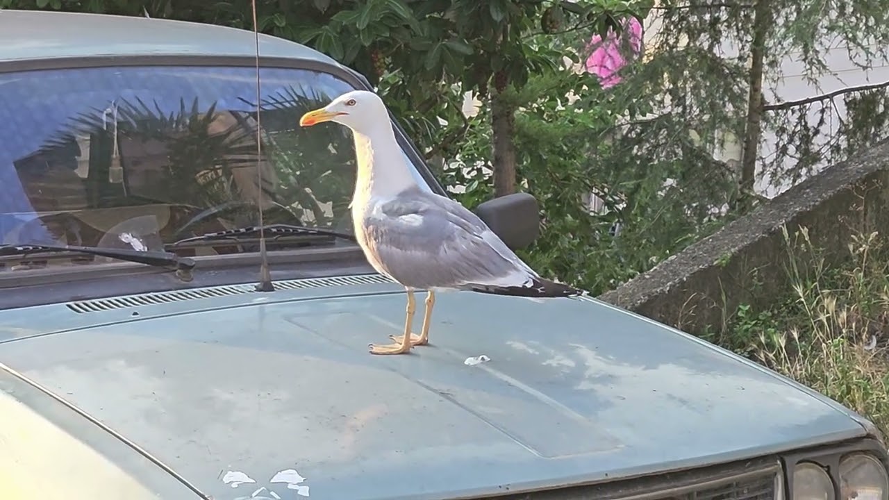 Seagull shits on car and leaves