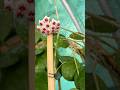 Hoya Obovata continues to bloom