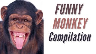The Funny Monkey Compilation
