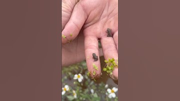 Phát hiện nòng nọc đang tiến hoá thành ếch #dailyvlog #shorts #animals