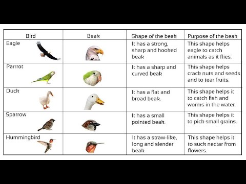 Birds 1 часть. Birds classification. Kinds of Birds for Kids. Beak англ. Beak перевод.
