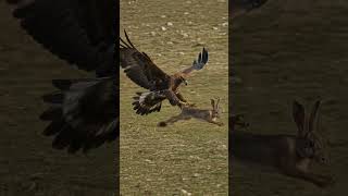 The Rabbit Never Saw the Eagle Coming