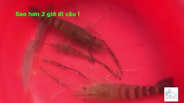 CÂU CÁ SÔNG - CÂU CÁ HEO , TÔM CÀNG  - MEKONG FISHING