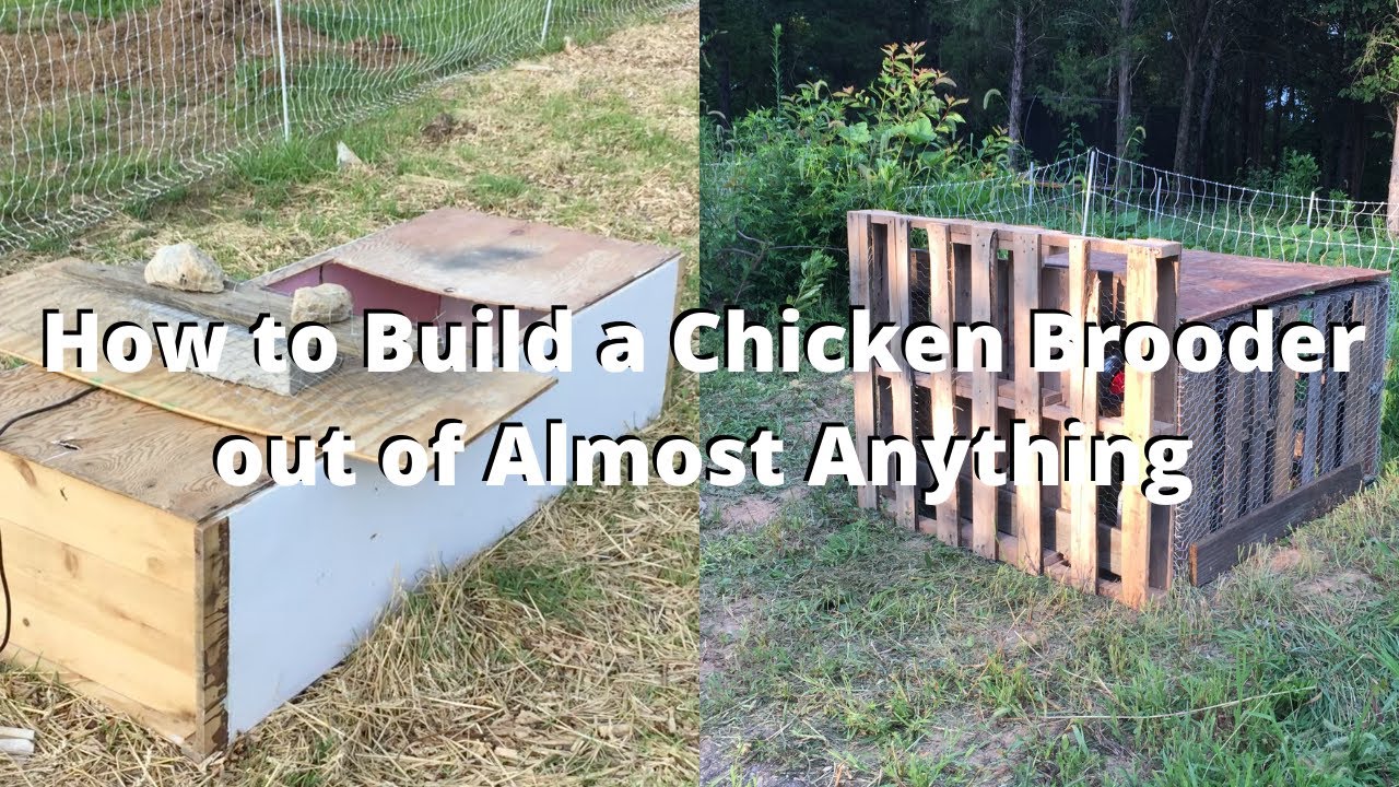 How to Build a Chicken Brooder out of Almost Anything & Use It as a ...