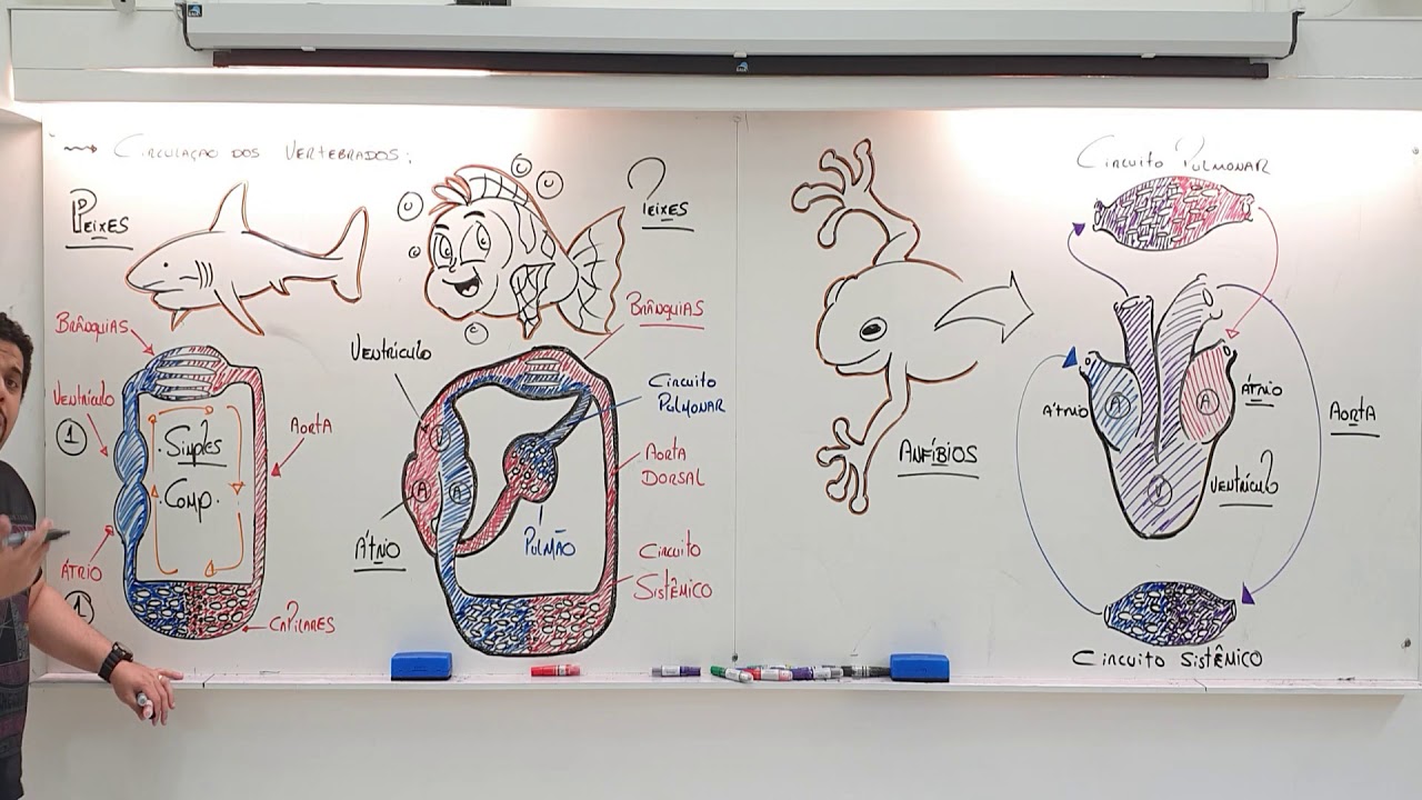 CIRCULAÇÃO DOS VERTEBRADOS - PEIXES, ANFÍBIOS.