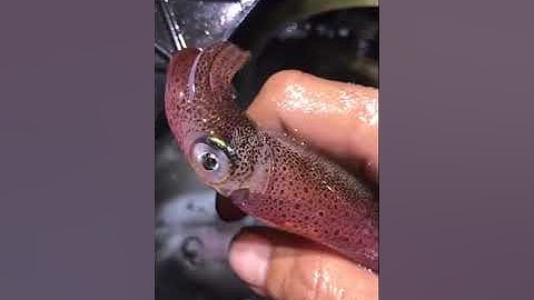 câu mực đêm cùng ngư phủ cà mau.