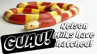 We Hatched Baby Nelsons Milk Snakes! by Cold Blood Creations 628 views 8 months ago 1 minute, 43 seconds