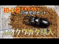 オオクワガタ産卵初めてセット#オオクワ