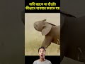 Baby Elephant’s Funny Trunk Fumbles!   #jaidmeel