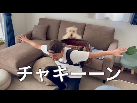 愛犬とミッションインポシブル!テリア