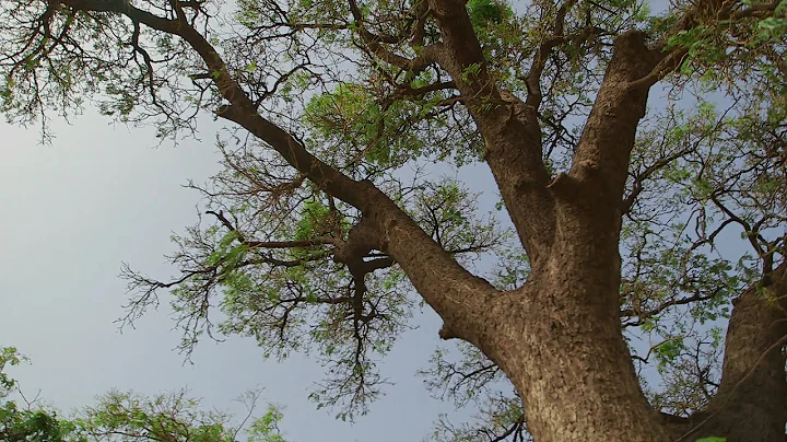 This isn’t just any tree, it’s an African locust bean - DayDayNews