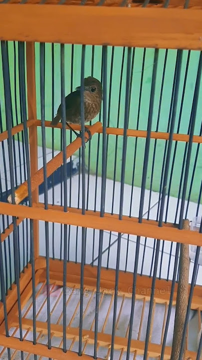 Anak Jongkangan Belajar Bunyi #bird #burung #shorts #short #cingcoang #jongkangan