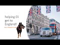 Excess Baggage route to UK. Watch step-by-step guide from Hong Kong to UK via EU for our Team's dog