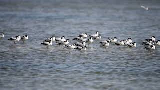 Avocettes élégantes