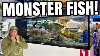 My Favorite MONSTER FISH at Aquarium Depot! @HaYNFishKeeper