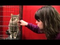 Pet Stress Away at WSU Pet Stress Away at WSU