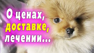 Щенкам шпица 59 дней. О расставании, брони, лечении