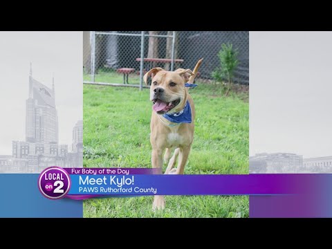 Video: Pet Scoop: 