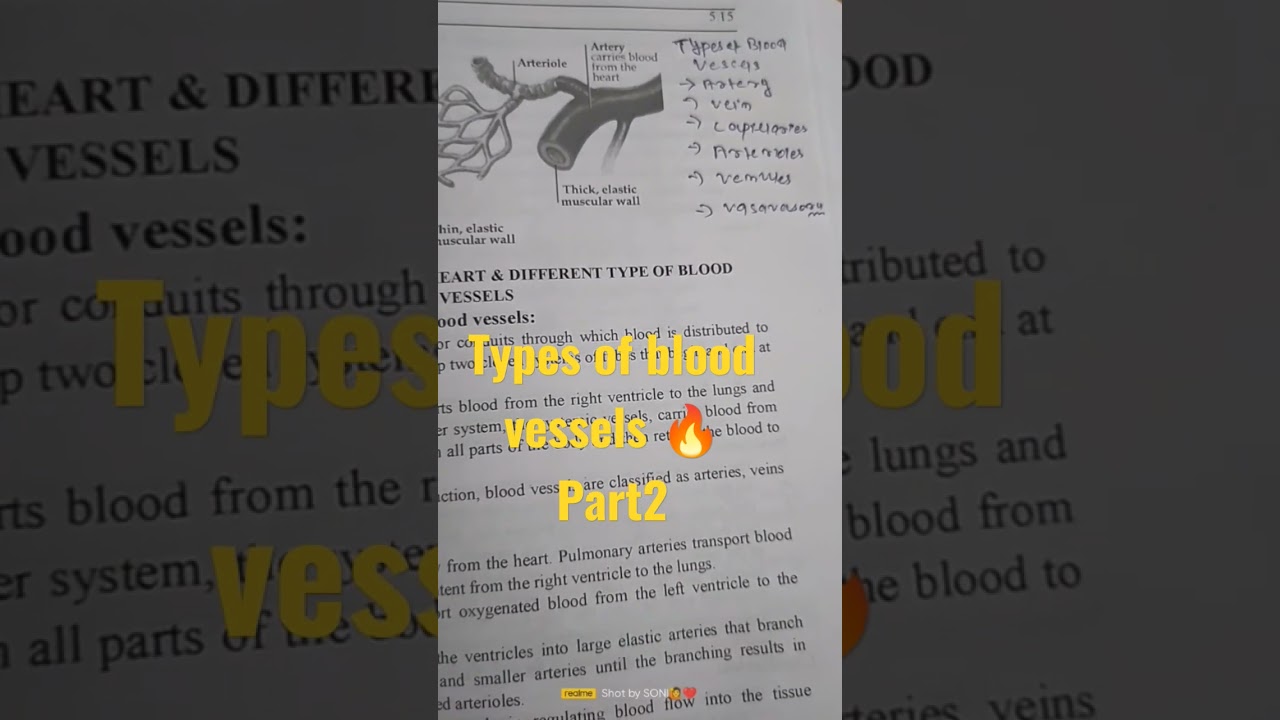types of blood vessels 