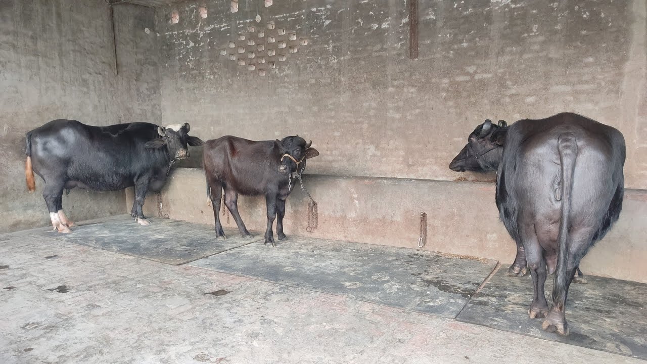 2 Two Buffaloes for Sale, 2 ਮੱਝਾਂ ਵਿਕਾਊ YouTube