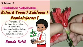 Video pembelajaran kelas 6 Tema 1 Subtema 1 Pembelajaran 1 Tumbuhan Sahabatku