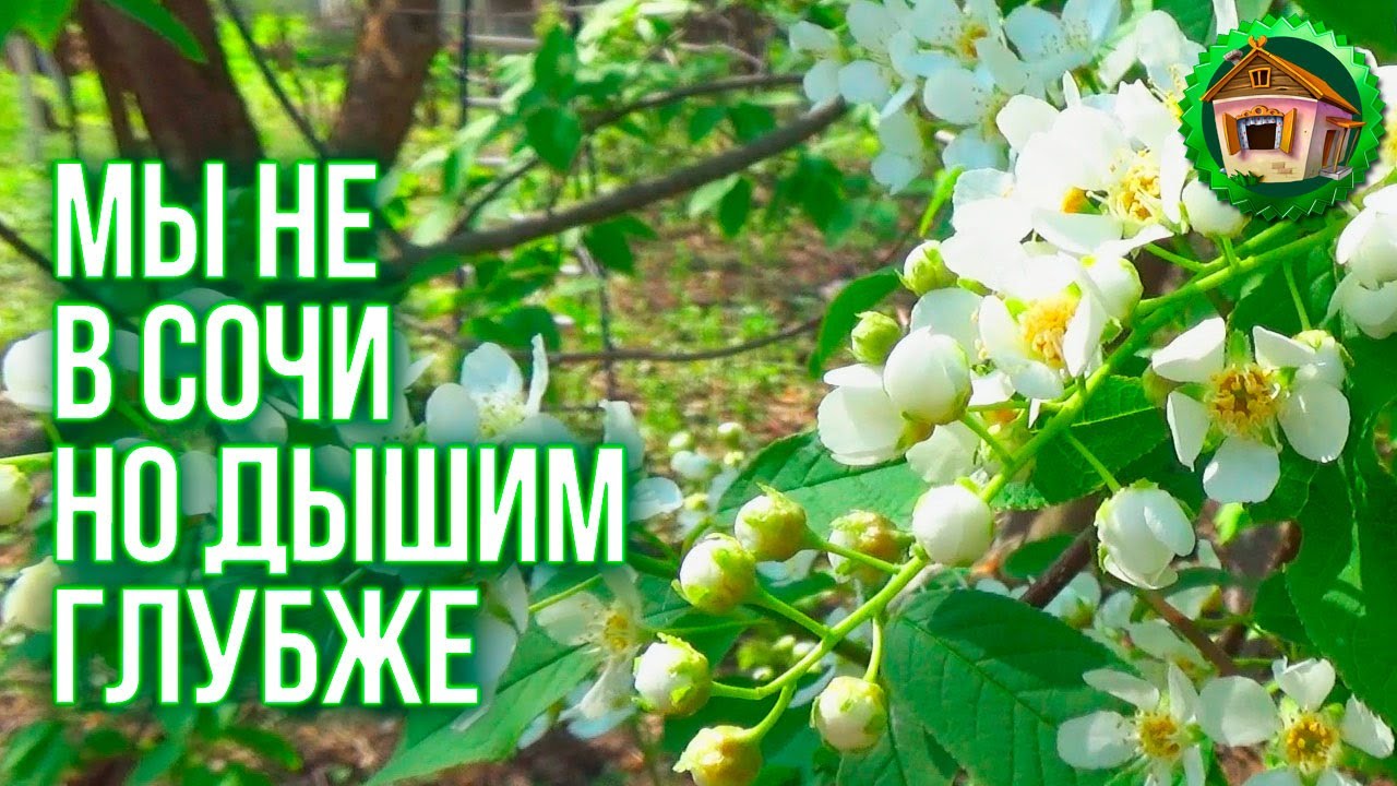 Как сделать шпалеры для малины. Супер Грядка для Пряных Трав. Дела Садовые. 78 серия