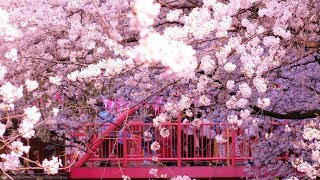 Best Cherry Blossom Spot: Meguro River in Tokyo, Japan