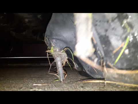 Muddy stiletto s