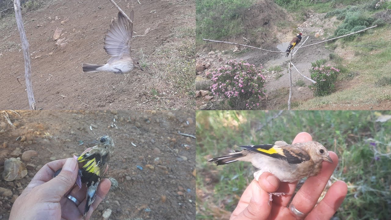 احسن صيد فرخ طائر الحسون في البرية مع مصطفى صيد بطريقة بدائية