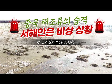 중국 연안에서 건너온 괭생이모자반, <strong>서해안이</strong> 초토화되다 #해안쓰레기