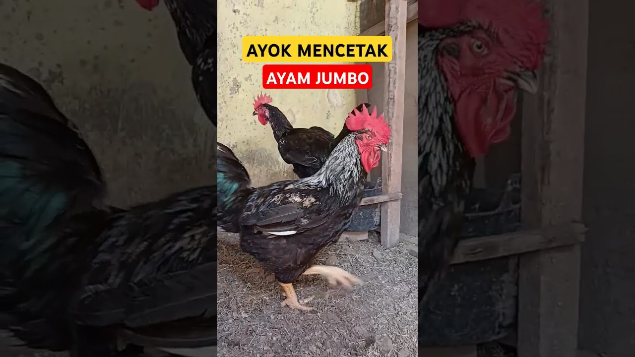 Persilangan Ayam Broiler dengan Pelung ori ‼️Generasi Jumbo 