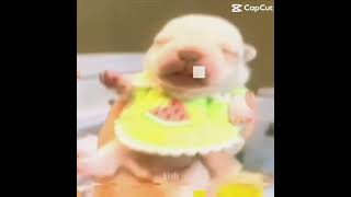 copy D72A782A EE4D 4F6D A311 4A00EB76D21E #funny