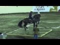 Caballos Bailadores Categoría C - 3 - Feria G Culiacan 2016