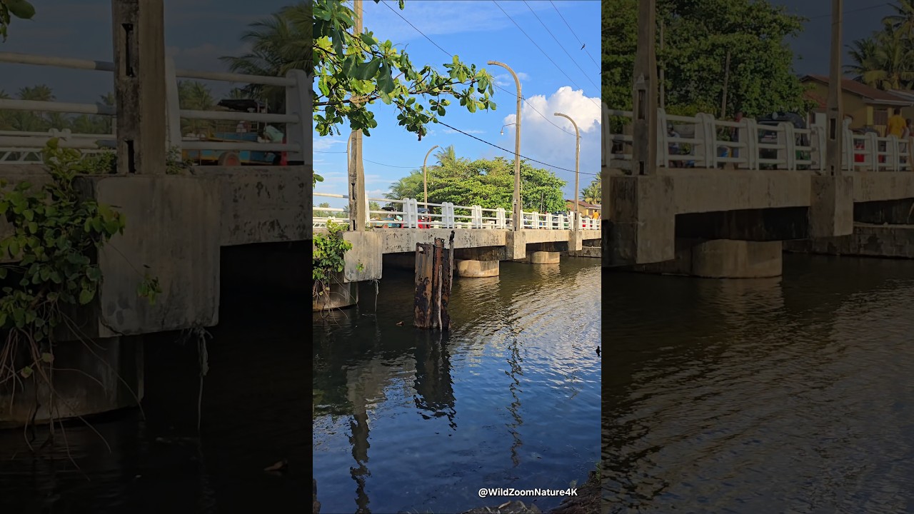 Zooming into nature’s details – Little Cormorant with S24 Ultra 📸✨ 