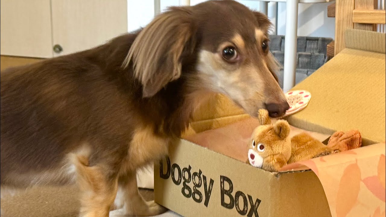 プレゼントされたおもちゃに我慢できない犬♪